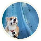 Dogs WhatsApp Sticker #9